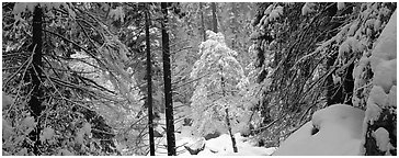 Forest with fresh snow. Yosemite National Park (Panoramic black and white)