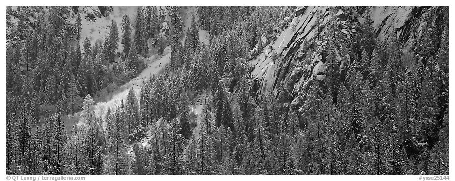Slopes with trees in winter. Yosemite National Park (black and white)