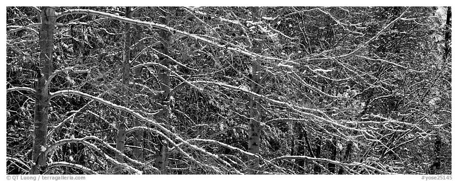 Snowy branches. Yosemite National Park (black and white)
