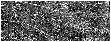 Snowy branches. Yosemite National Park (Panoramic black and white)