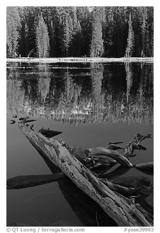 Fallen tree in shade and shore, Siesta Lake. Yosemite National Park, California, USA.