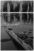 Fallen tree in shade and shore, Siesta Lake. Yosemite National Park, California, USA. (black and white)