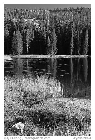 Shore with autumn grasses, Siesta Lake. Yosemite National Park, California, USA.