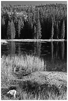 Shore with autumn grasses, Siesta Lake. Yosemite National Park, California, USA. (black and white)