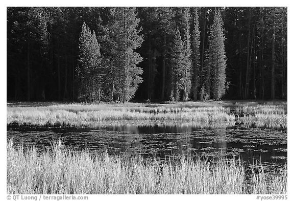 Grass in autumn, Siesta Lake. Yosemite National Park (black and white)