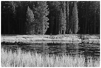 Grass in autumn, Siesta Lake. Yosemite National Park ( black and white)