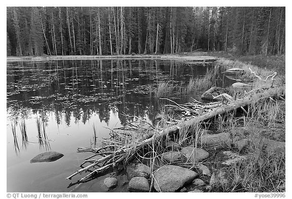 Shoreline in fall, Siesta Lake. Yosemite National Park (black and white)