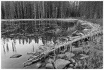 Shoreline in fall, Siesta Lake. Yosemite National Park, California, USA. (black and white)