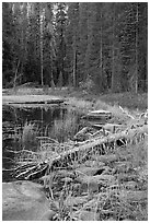 Shore with fall colors, Siesta Lake. Yosemite National Park, California, USA. (black and white)