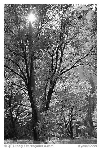 Sun shinning through trees in fall colors. Yosemite National Park (black and white)