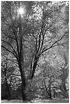 Sun shinning through trees in fall colors. Yosemite National Park ( black and white)