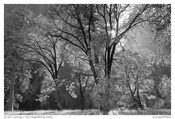 Oaks in fall foliage and Cathedral Rocks. Yosemite National Park (black and white)