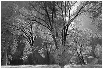 Oaks in fall foliage and Cathedral Rocks. Yosemite National Park, California, USA. (black and white)