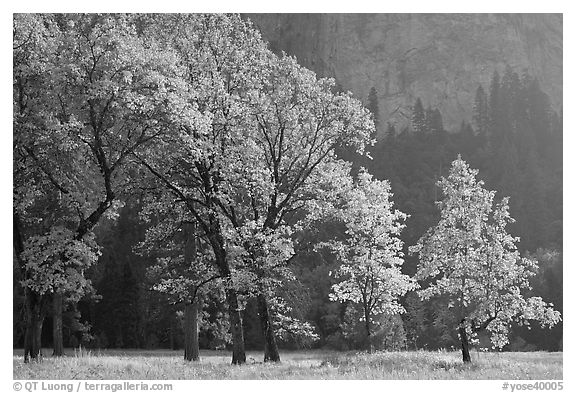 Oaks in autumn foliage, El Capitan meadow. Yosemite National Park, California, USA.