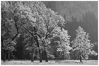 Oaks in autumn foliage, El Capitan meadow. Yosemite National Park, California, USA. (black and white)