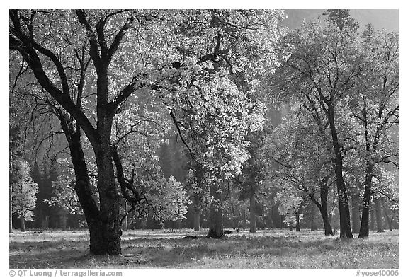 Black oaks with with autum leaves, El Capitan Meadow, afternoon. Yosemite National Park, California, USA.