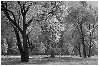 Black oaks with with autum leaves, El Capitan Meadow, afternoon. Yosemite National Park ( black and white)