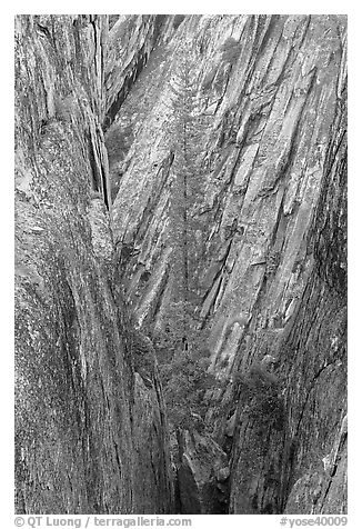 Pine tree growing in fissure near Taft Point. Yosemite National Park, California, USA.