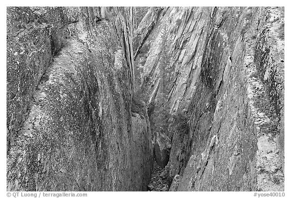 Pine tree and granite walls near Taft Point. Yosemite National Park (black and white)