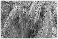 Pine tree and granite walls near Taft Point. Yosemite National Park, California, USA. (black and white)