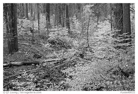 Creek with forest in fall foliage, Wawona Road. Yosemite National Park (black and white)