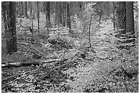 Creek with forest in fall foliage, Wawona Road. Yosemite National Park, California, USA. (black and white)