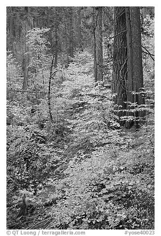 Undergrowth and forest in autumn foliage, Wawona Road. Yosemite National Park (black and white)