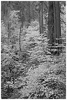 Undergrowth and forest in autumn foliage, Wawona Road. Yosemite National Park, California, USA. (black and white)