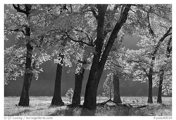 Black oaks in early fall foliage, El Capitan Meadow, morning. Yosemite National Park, California, USA.