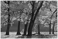 Black oaks in early fall foliage, El Capitan Meadow, morning. Yosemite National Park ( black and white)