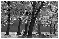 Black oaks in early fall foliage, El Capitan Meadow, morning. Yosemite National Park, California, USA. (black and white)