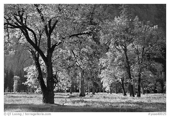 Black oaks with with autumn leaves, El Capitan Meadow, morning. Yosemite National Park, California, USA.