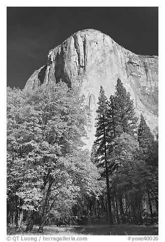 Trees in fall color and El Capitan. Yosemite National Park, California, USA.