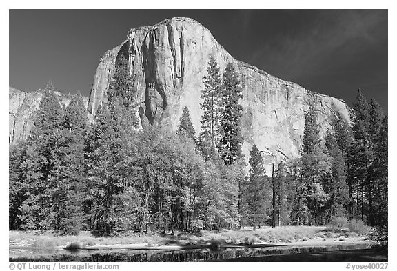 Trees along  Merced River and El Capitan. Yosemite National Park, California, USA.