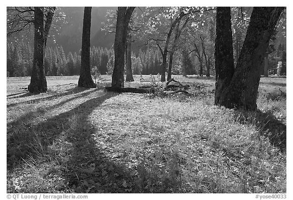 El Capitan Meadow in autumn. Yosemite National Park, California, USA.