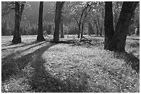 El Capitan Meadow in autumn. Yosemite National Park, California, USA. (black and white)