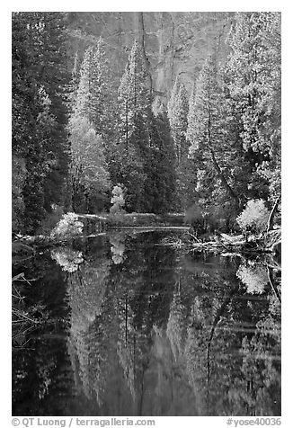 Merced River, trees and reflections at the base of Cathedral Rocks. Yosemite National Park (black and white)