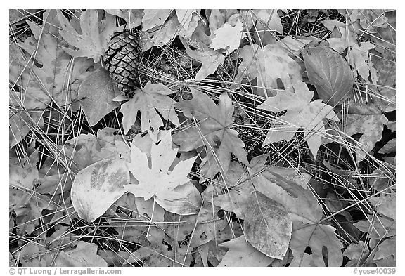 Fallen maple and dogwood leaves, pine needles and cone. Yosemite National Park (black and white)