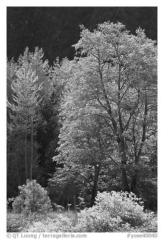 Backlit tree. Yosemite National Park (black and white)