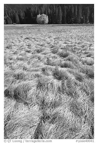 Grasses in autumn and aspen cluster, Ahwahnee Meadow. Yosemite National Park, California, USA.