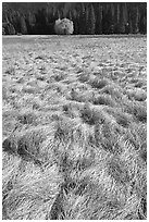 Grasses in autumn and aspen cluster, Ahwahnee Meadow. Yosemite National Park, California, USA. (black and white)