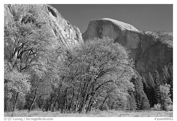 Trees in autumn foliage and Half Dome, Ahwahnee Meadow. Yosemite National Park, California, USA.