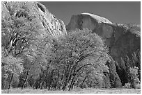 Trees in autumn foliage and Half Dome, Ahwahnee Meadow. Yosemite National Park, California, USA. (black and white)