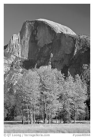 Aspens and Half Dome in autumn. Yosemite National Park, California, USA.