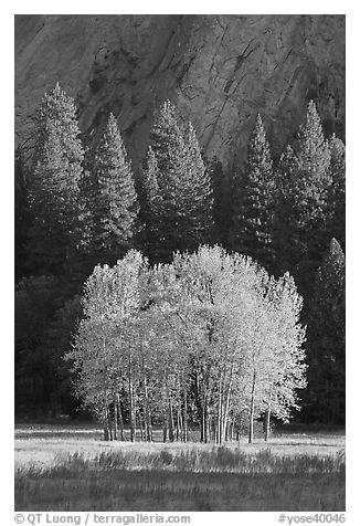 Aspens, Pine trees, and cliffs, late afternoon. Yosemite National Park (black and white)