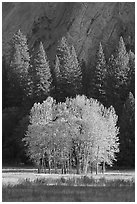 Aspens, Pine trees, and cliffs, late afternoon. Yosemite National Park, California, USA. (black and white)