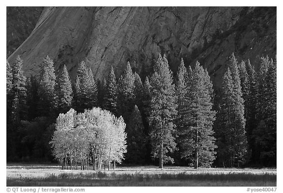 Aspens in fall foliage, evergreens, and cliffs. Yosemite National Park (black and white)
