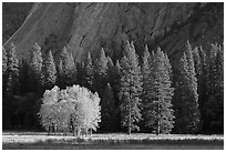 Aspens in fall foliage, evergreens, and cliffs. Yosemite National Park, California, USA. (black and white)
