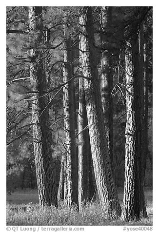 Pine trees, late afternoon. Yosemite National Park, California, USA.