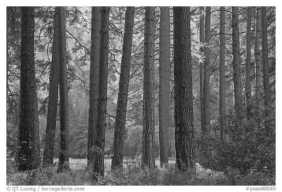 Pine trees bordering Cook Meadow. Yosemite National Park (black and white)